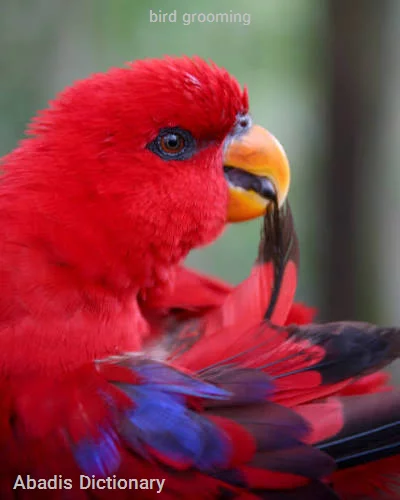bird grooming